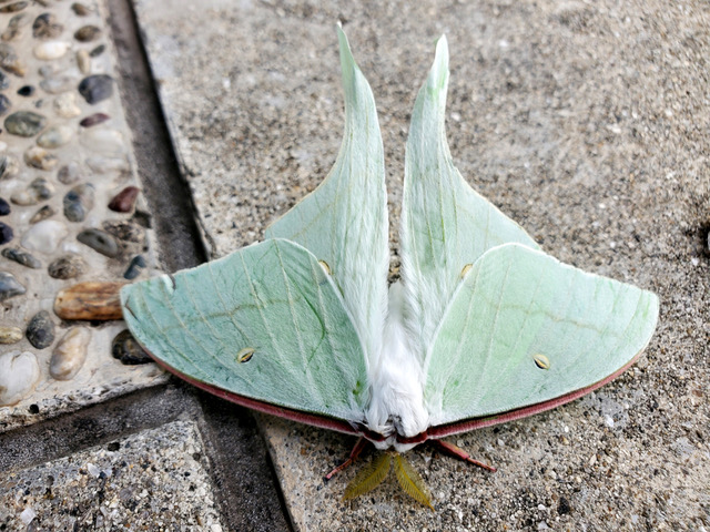 26-20230624_072457-naoshima-oval-moth-copy-jpeg